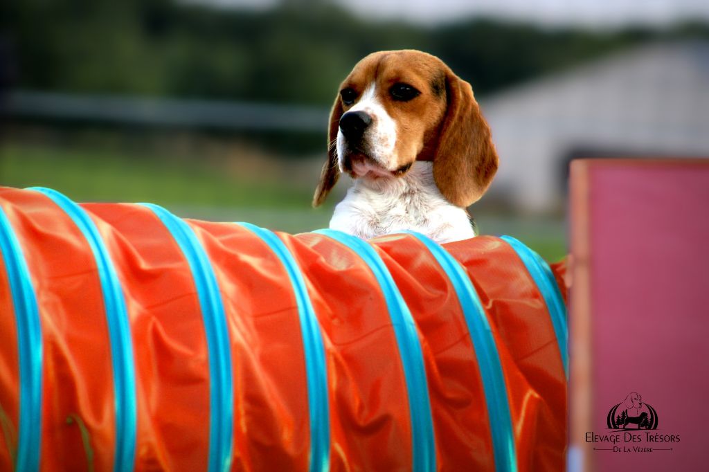 CH. Totti junior Des Trésors De La Vézère