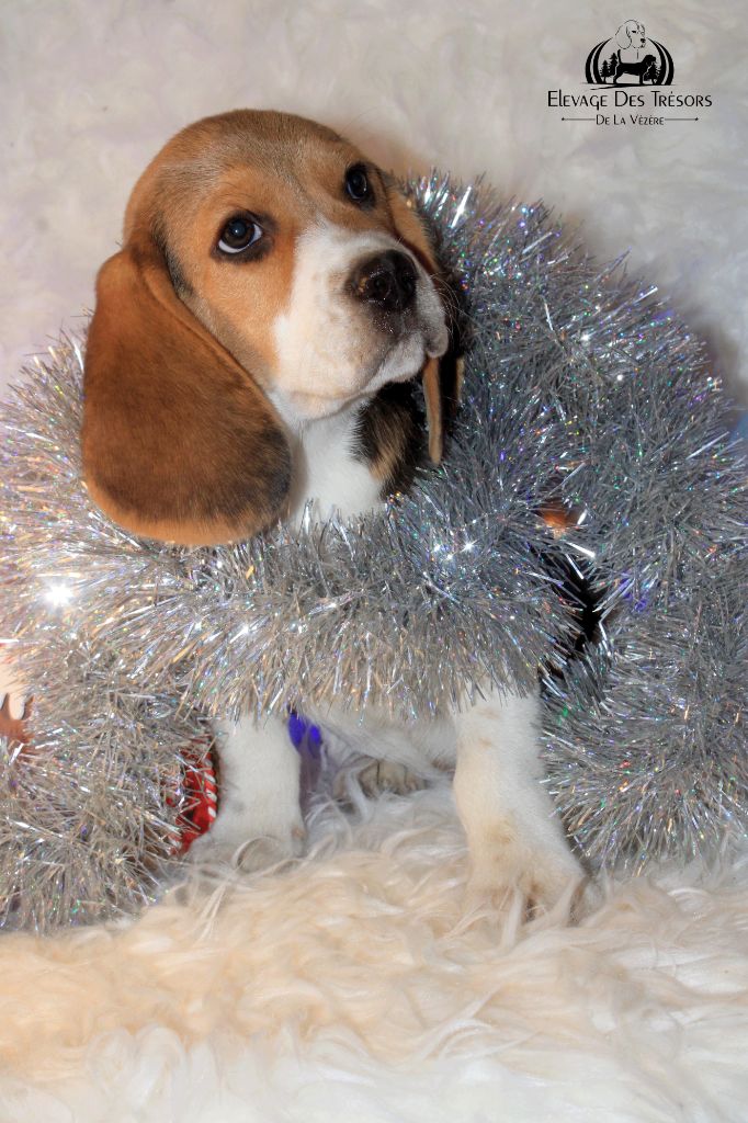 Des Trésors De La Vézère - Chiots disponibles - Beagle