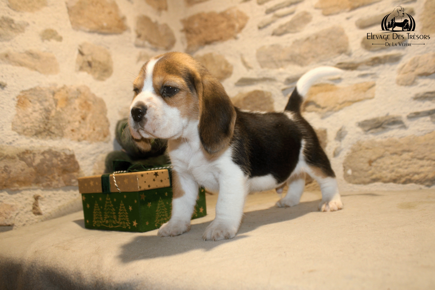 Des Trésors De La Vézère - Chiots disponibles - Beagle