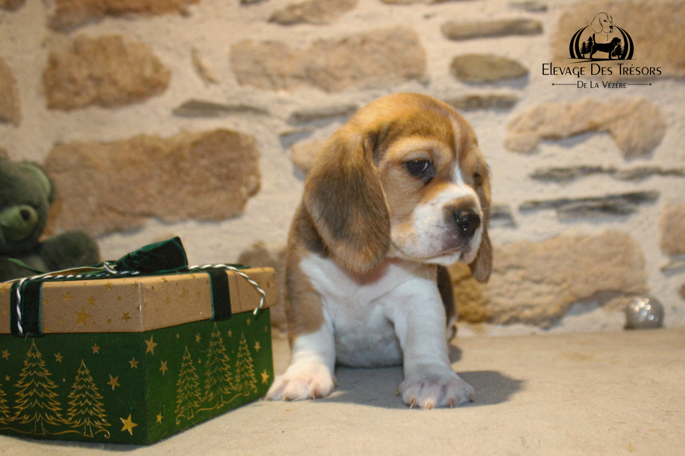 Des Trésors De La Vézère - Chiots disponibles - Beagle