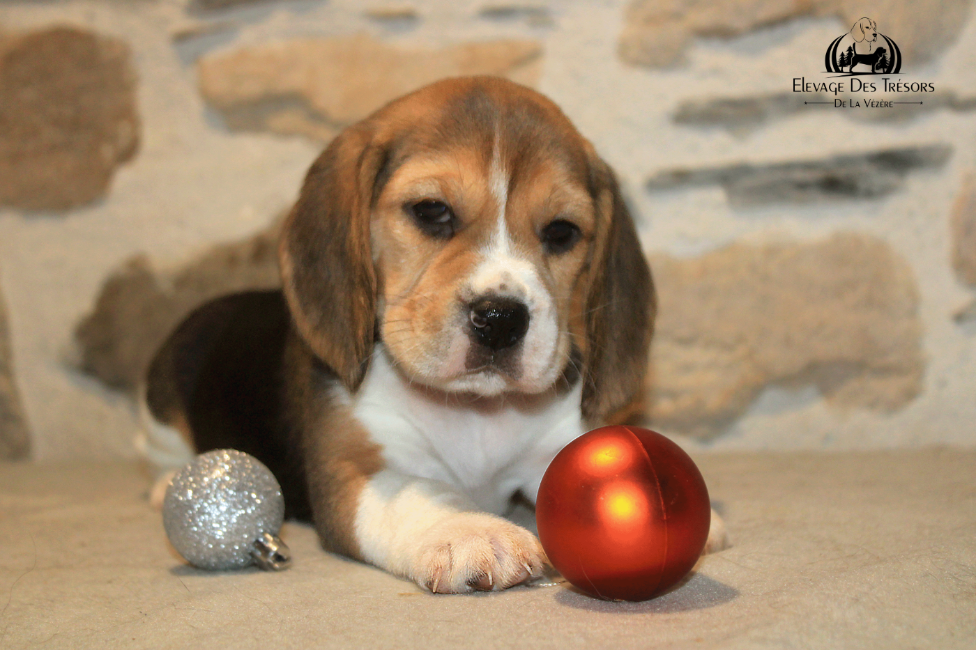 Des Trésors De La Vézère - Chiots disponibles - Beagle