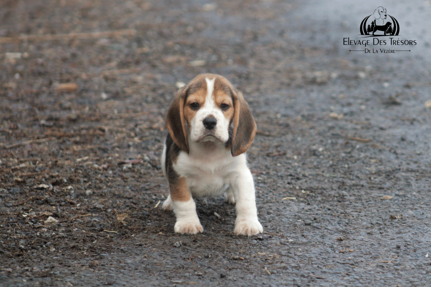 Des Trésors De La Vézère - Chiots disponibles - Beagle