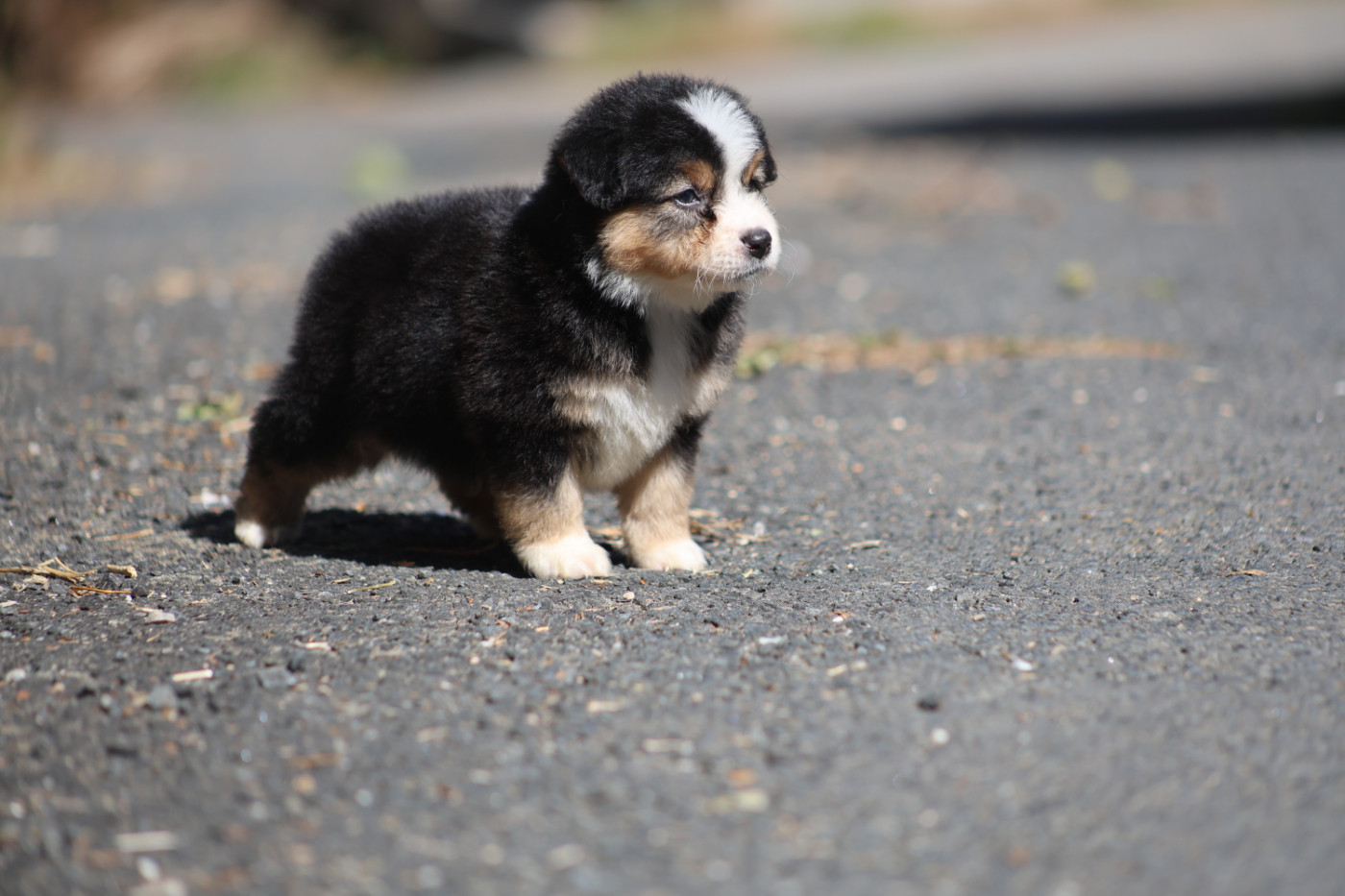 Des Trésors De La Vézère - Chiots disponibles - Berger Américain Miniature 