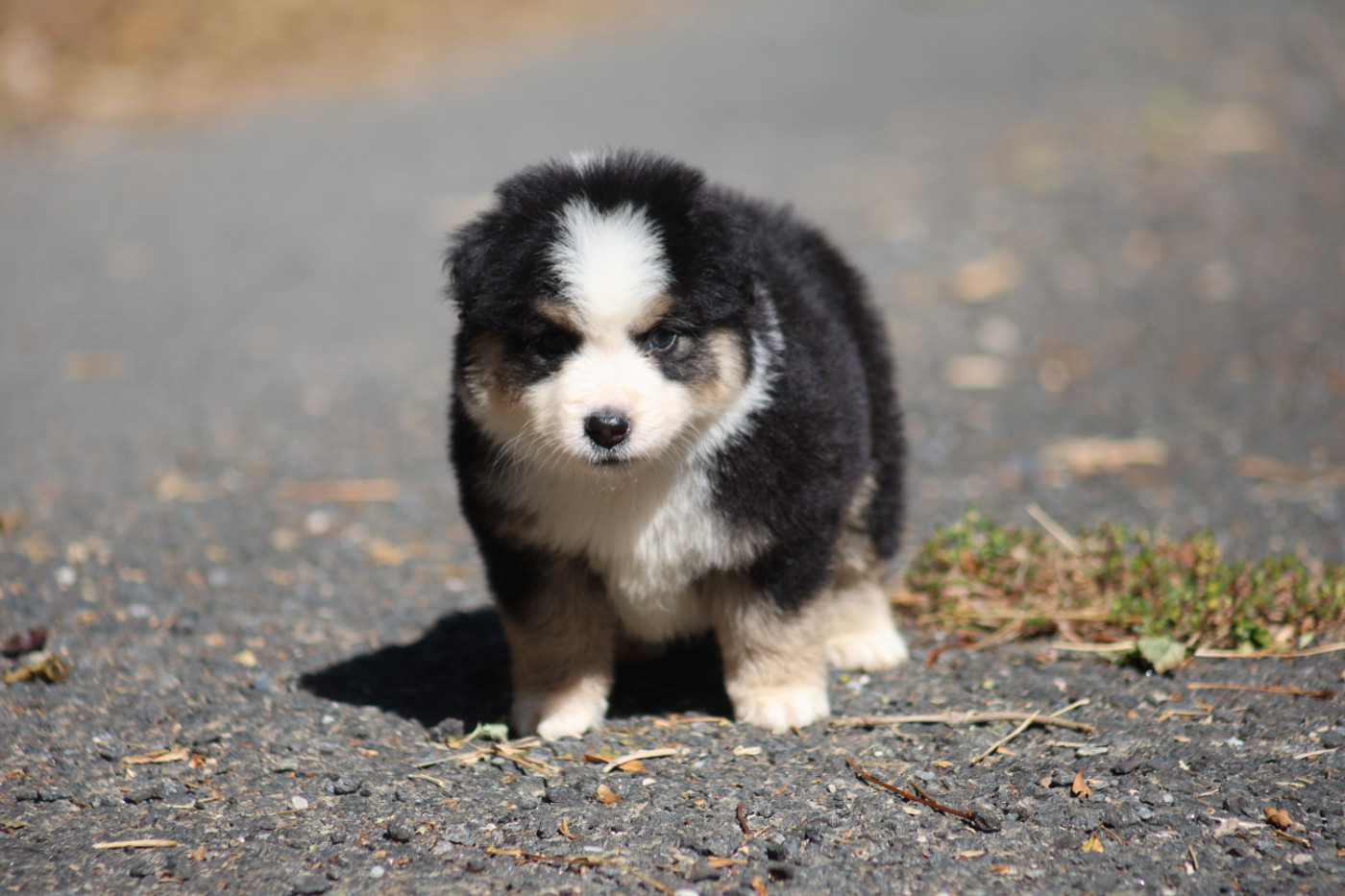 Des Trésors De La Vézère - Chiots disponibles - Berger Américain Miniature 