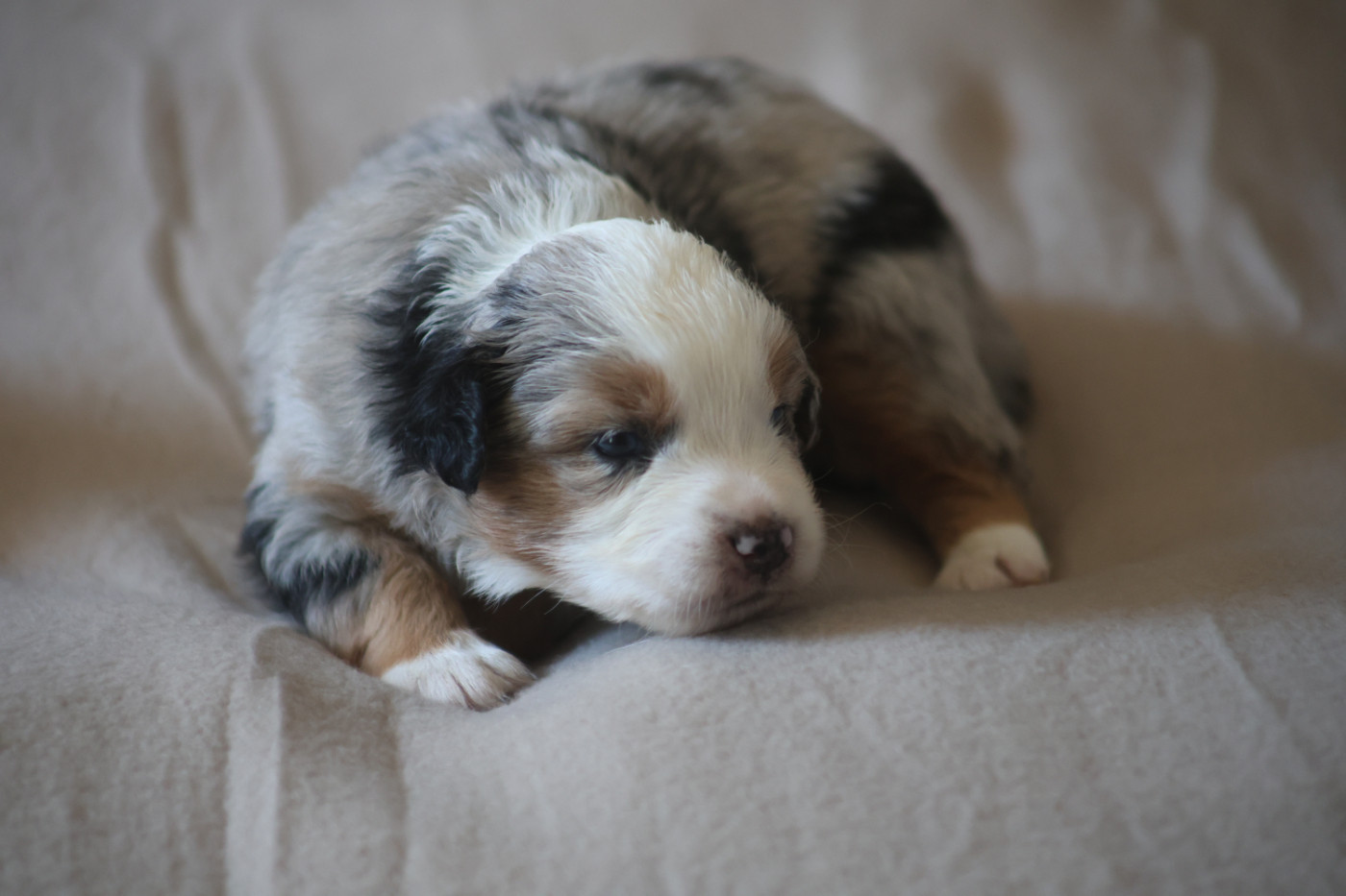 Des Trésors De La Vézère - Chiots disponibles - Berger Américain Miniature 