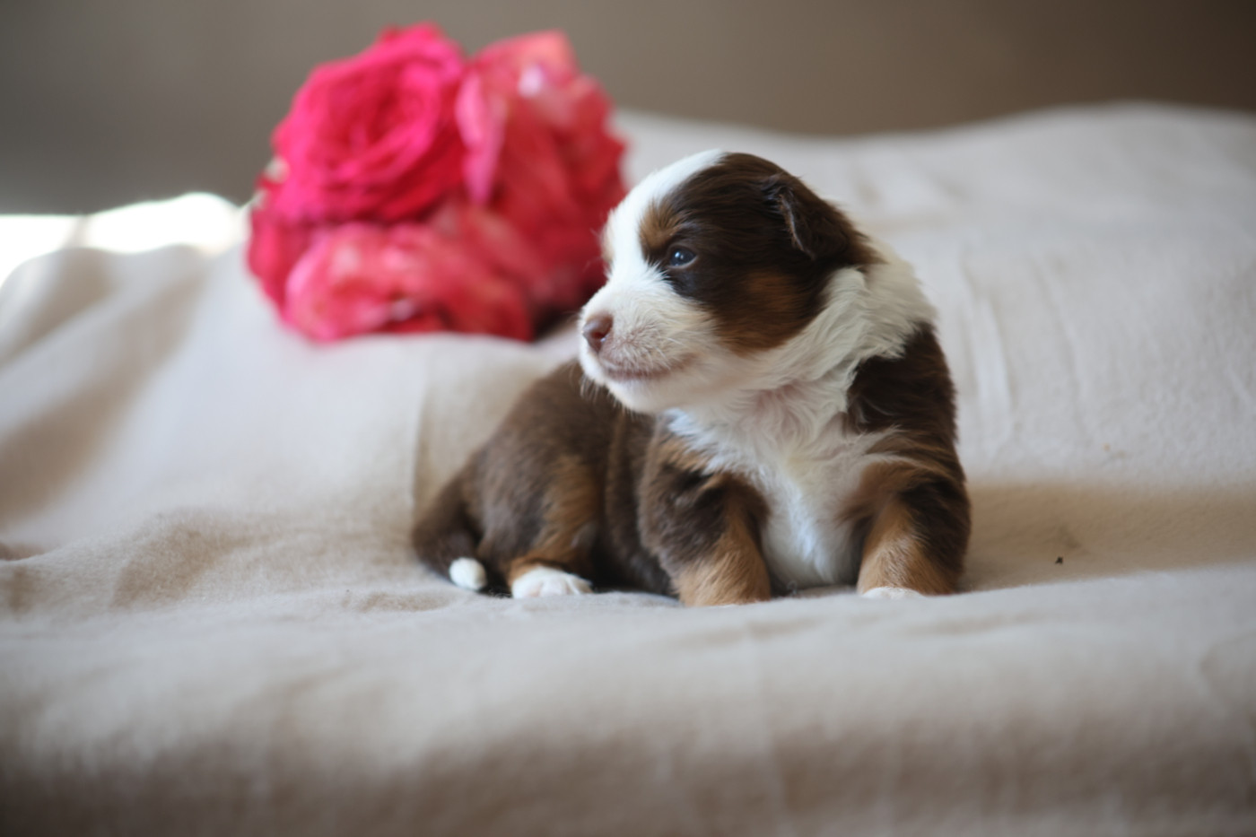 Des Trésors De La Vézère - Chiots disponibles - Berger Américain Miniature 