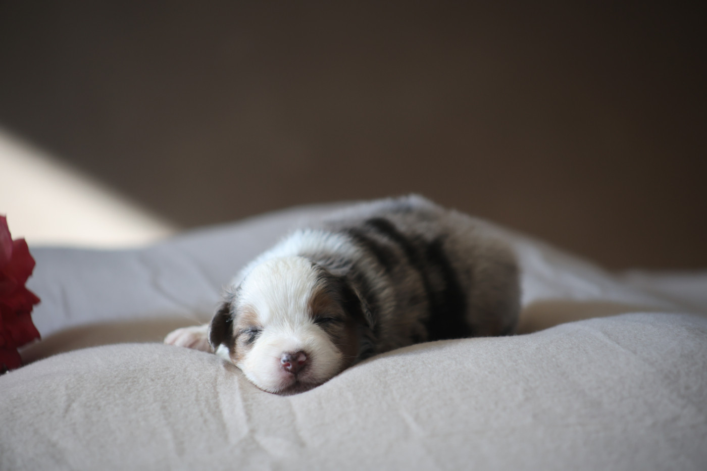 Des Trésors De La Vézère - Chiots disponibles - Berger Américain Miniature 
