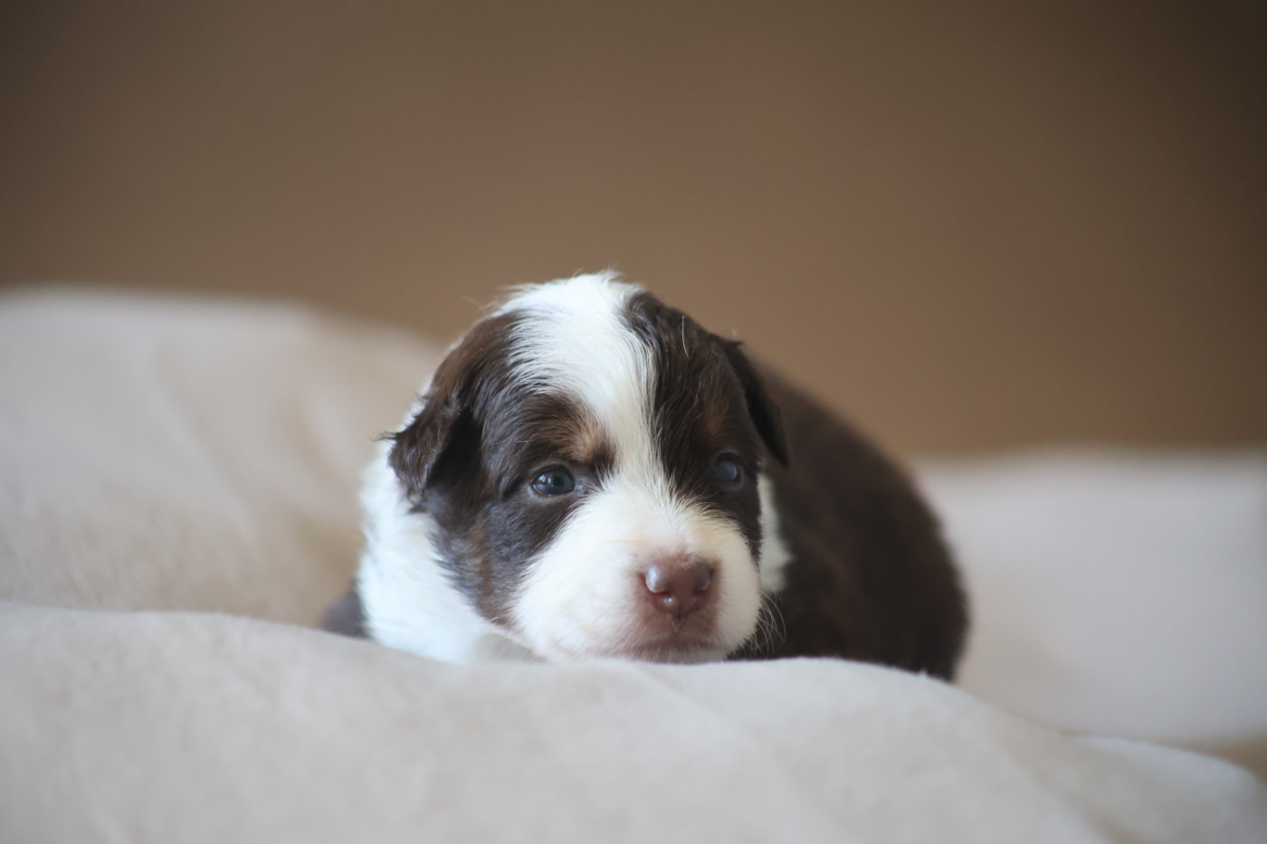 Des Trésors De La Vézère - Chiots disponibles - Berger Américain Miniature 