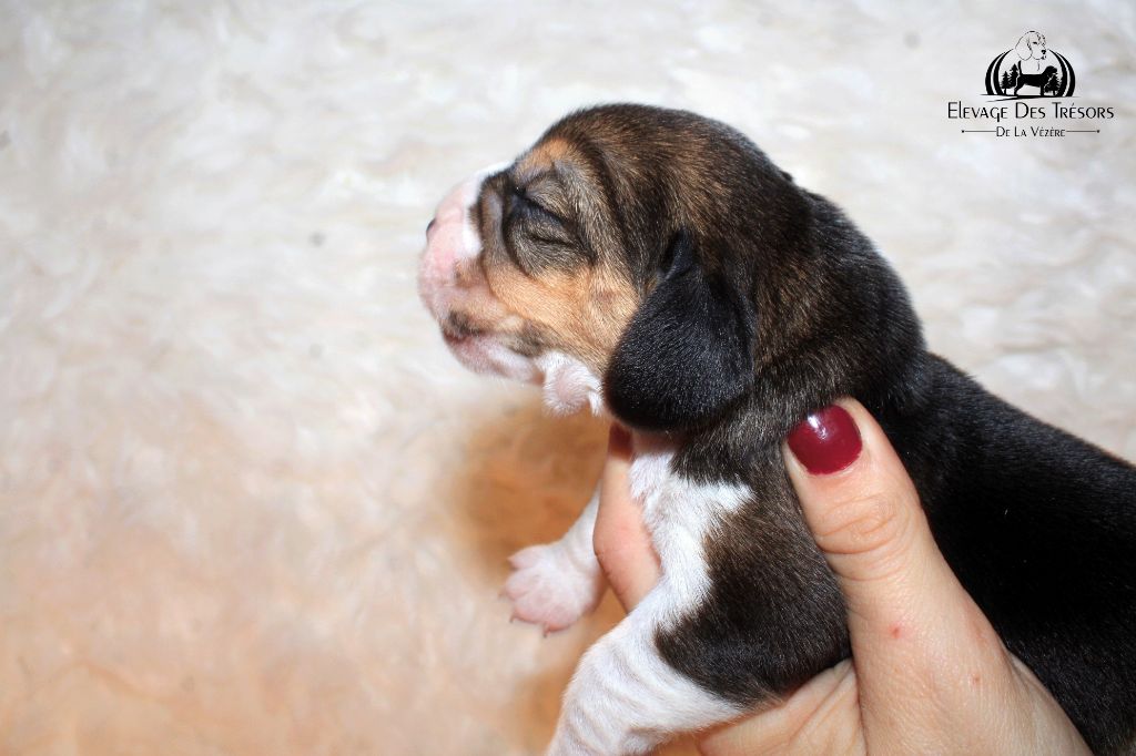 Des Trésors De La Vézère - Chiots disponibles - Beagle