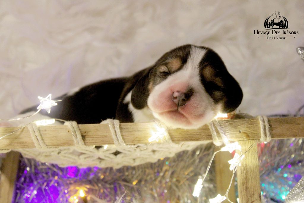Des Trésors De La Vézère - Chiots disponibles - Beagle