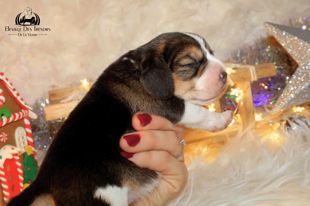 Des Trésors De La Vézère - Chiots disponibles - Beagle