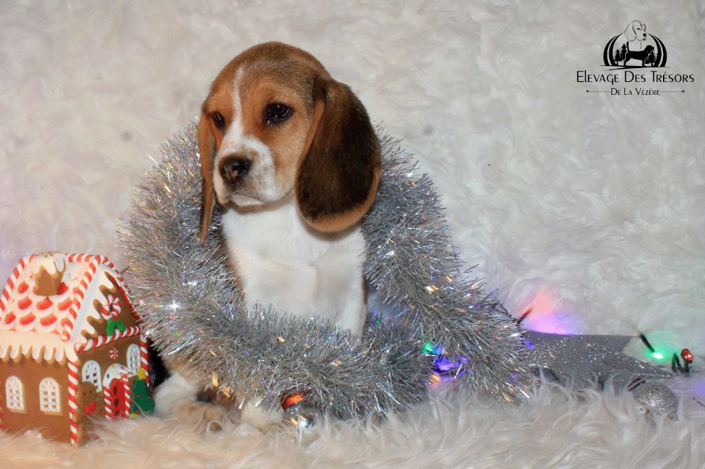 Des Trésors De La Vézère - Chiots disponibles - Beagle