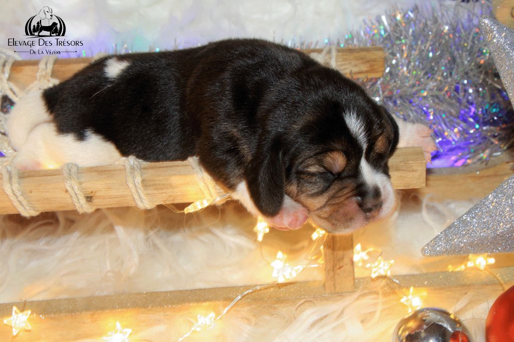 Des Trésors De La Vézère - Chiots disponibles - Beagle