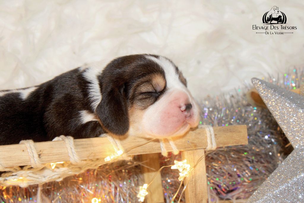 Des Trésors De La Vézère - Chiots disponibles - Beagle