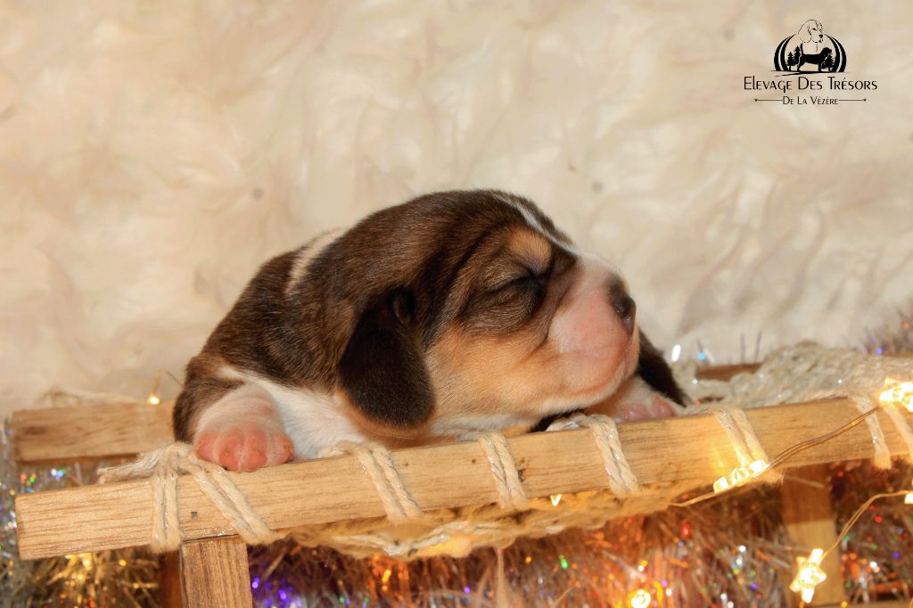 Des Trésors De La Vézère - Chiots disponibles - Beagle